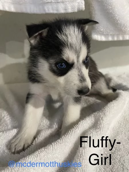 vendita cuccioli super adorabili del siberian husky. | Foto 0