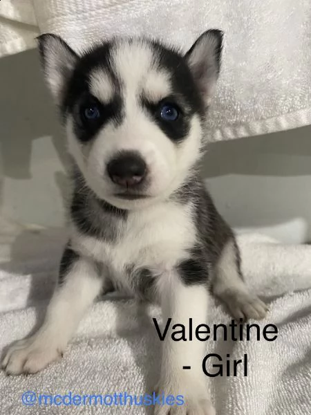 vendita cuccioli super adorabili del siberian husky.