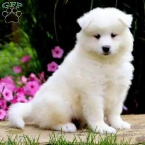 vendita bellissimi cuccioli samoiedo sia maschi che femmine, disponibili