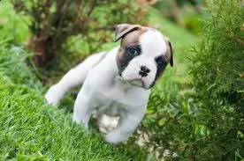 cucciolo di bulldog tenerissimi intrigantissimi e buonissimi di 70 giorni sia maschi che femmina ott