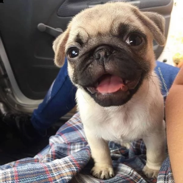 regalo cuccioli di carlino toy mini | Foto 0
