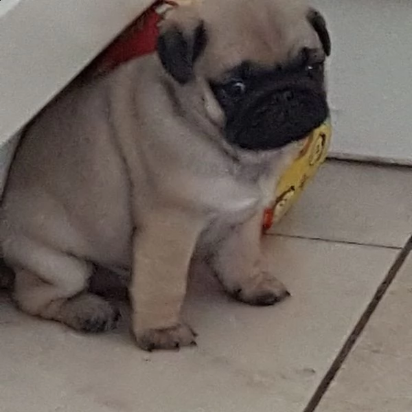 regalo carlino | Foto 0