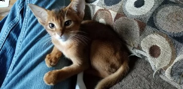 gattini di abissini | Foto 0