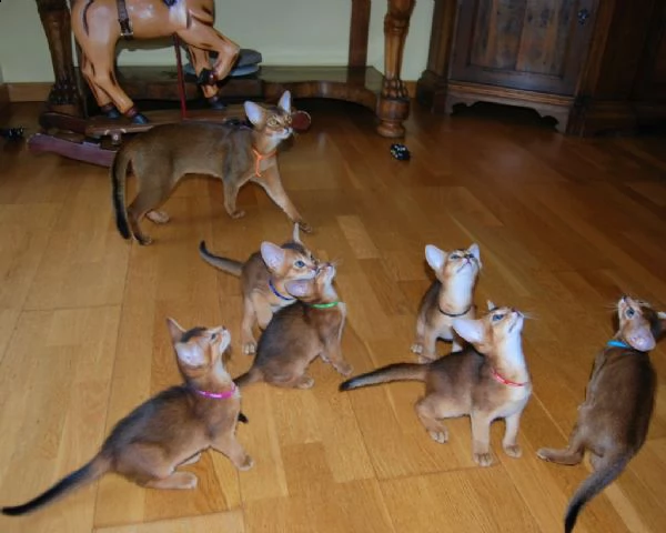 disponibili dolcissimi gattini di abissini