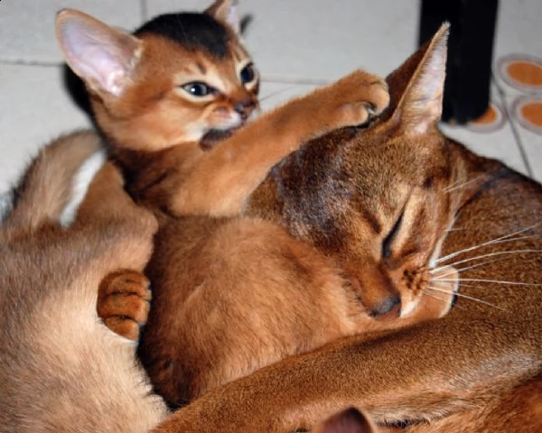 cuccioli di abissini | Foto 0