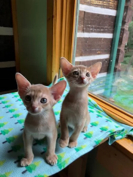 disponibili  cuccioli di abissini