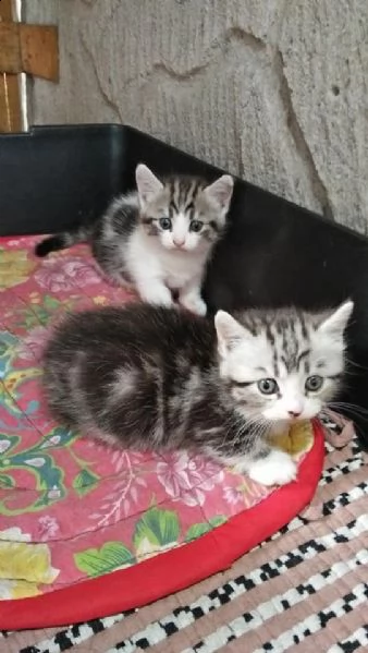 gattini di munchkin | Foto 0