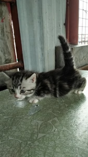 cuccioli di munchkin maschi e femmine | Foto 0