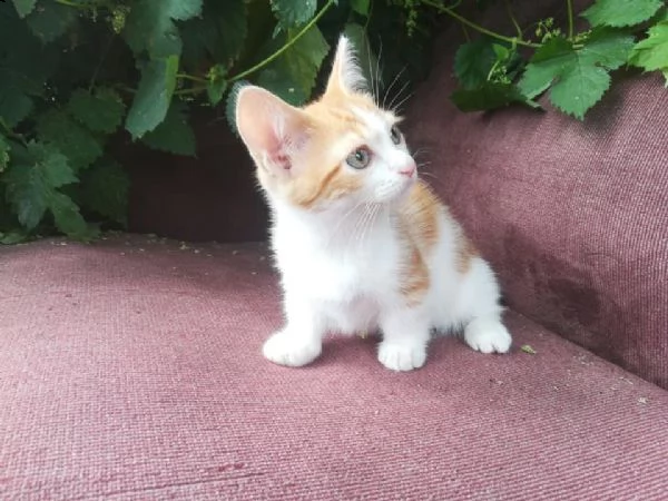 cuccioli di munchkin maschi e femmine