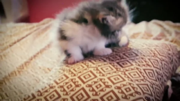 cuccioli di munchkin