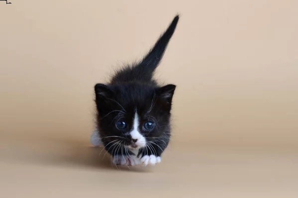 cuccioli di munchkin | Foto 2