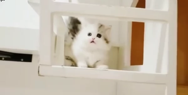 cuccioli di munchkin | Foto 1