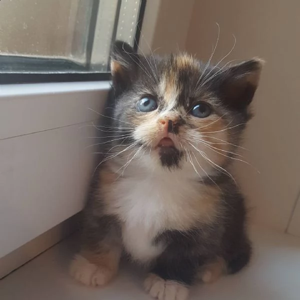 cuccioli di munchkin | Foto 0