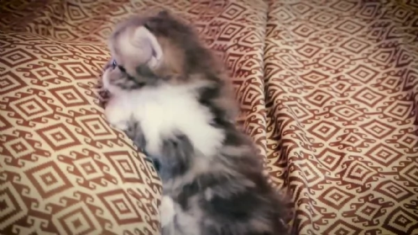 disponibili micetti gattini munchkin | Foto 4