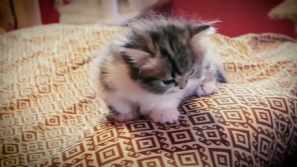 disponibili micetti gattini munchkin | Foto 3