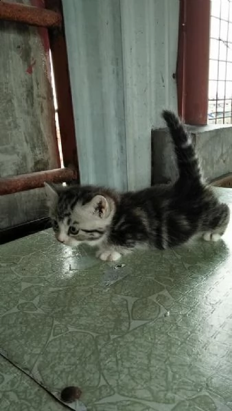 disponibili micetti gattini munchkin | Foto 2