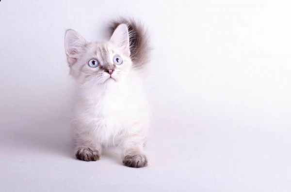 disponibili micetti gattini munchkin | Foto 1