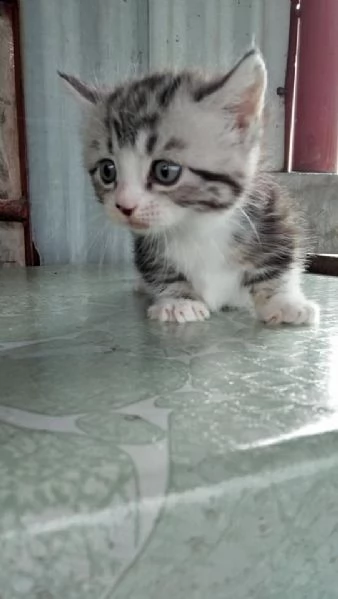 disponibili micetti gattini munchkin