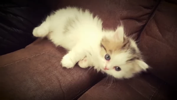 disponibili micetti gattini munchkin | Foto 0