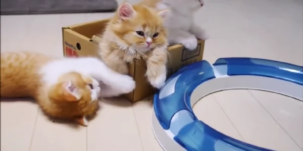 svezzata, sverminata e vaccinata gattini munchkin