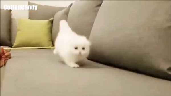 5 cuccioli di munchkin | Foto 1