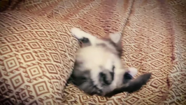 5 cuccioli di munchkin | Foto 0