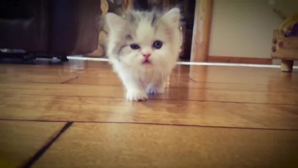 5 cuccioli di munchkin