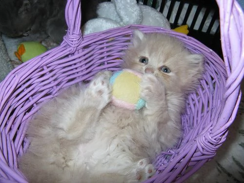 cuccioli di persiano | Foto 1