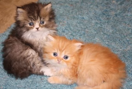 cuccioli di persiani maschi e femmine