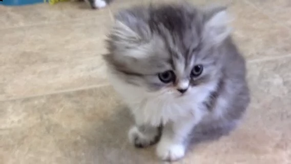 cuccioli di persiani maschi e femmine | Foto 0