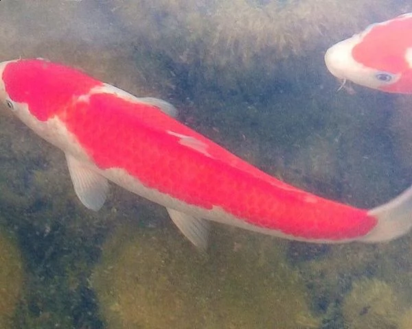 carpa koi kohaku | Foto 0