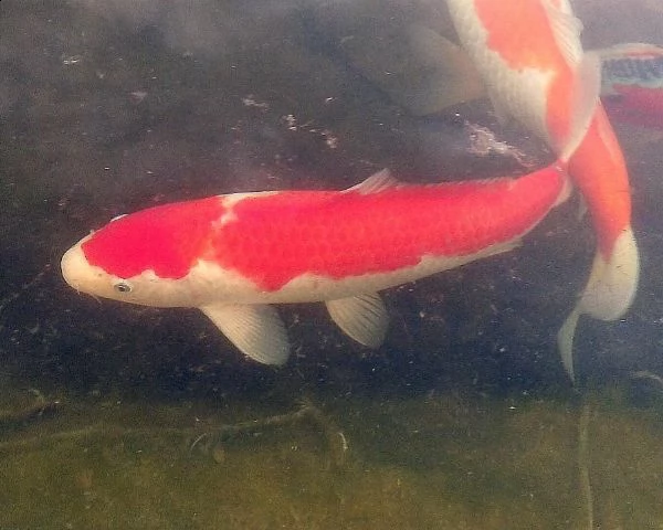 carpa koi kohaku
