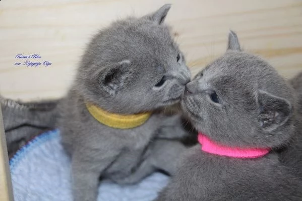 gattini blu di russia