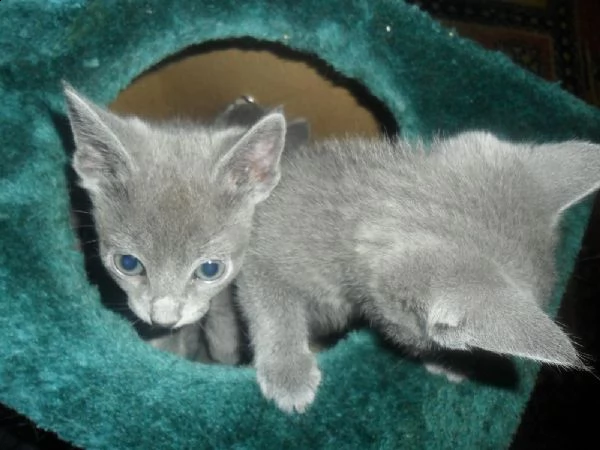 gattini blu di russia | Foto 0