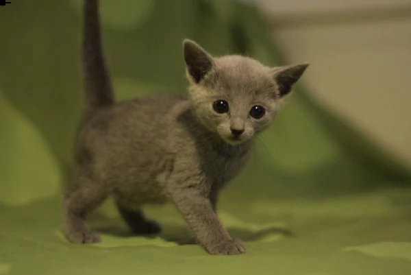meravigliosi gattini blu di russia | Foto 1