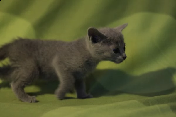meravigliosi gattini blu di russia | Foto 0