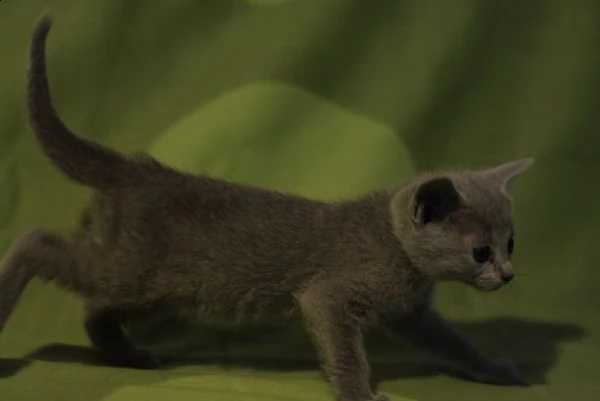 gattini blu russi di razza | Foto 1