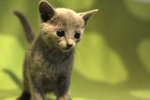 gattini blu russi di razza | Foto 0