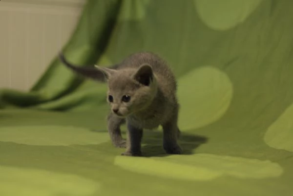 gattini blu russi di razza