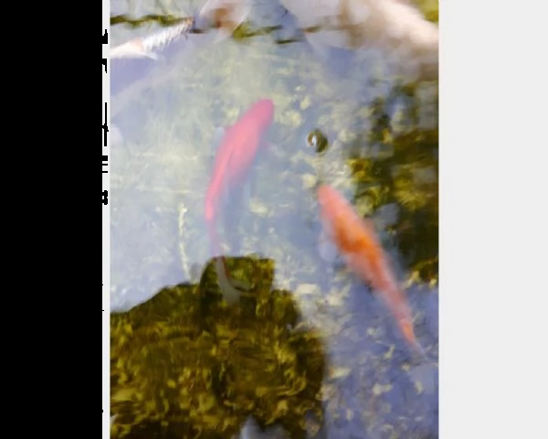 pesciolini rossi di varie taglie per laghetto