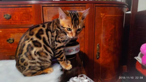 bengala gattini cuccioli genealogia top | Foto 1