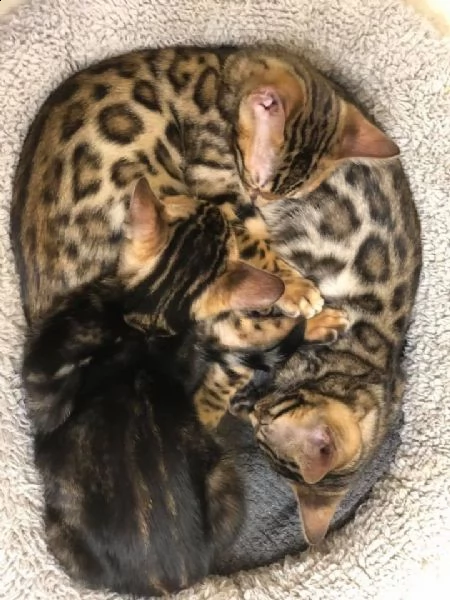 bengala gattini cuccioli genealogia top | Foto 0