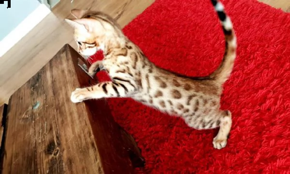 cuccioli di bengala | Foto 2