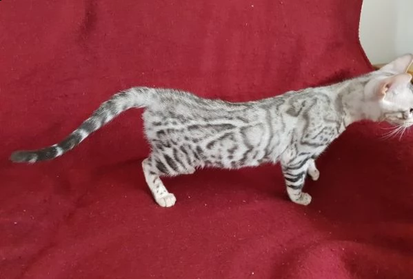 cuccioli di bengala | Foto 0