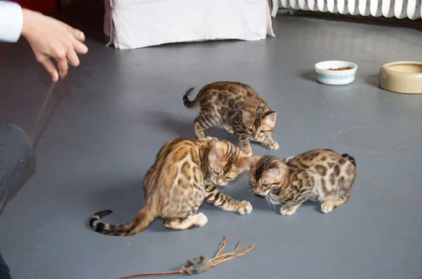 presso allevamento disponibili cuccioli di bengala.