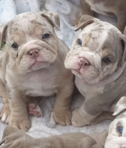 english bulldog for rehoming