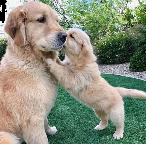 golden retriever