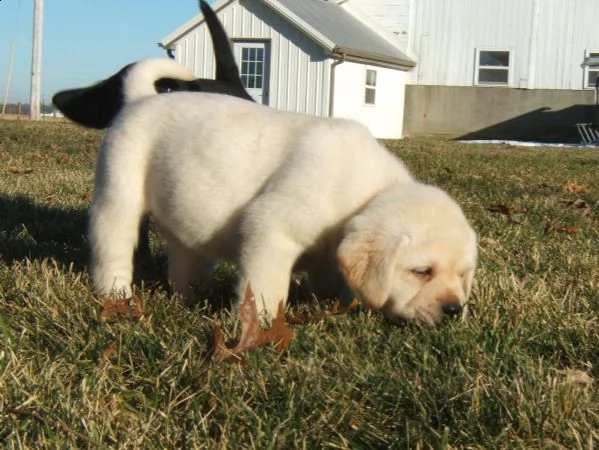 vendita cuccioli di labrador retriever con pedigree.(2)