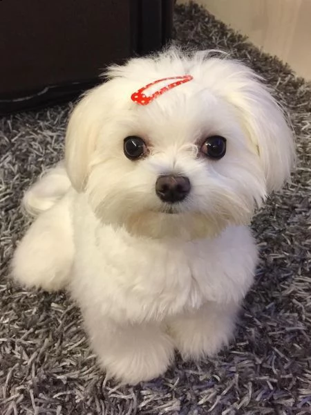 cucciolo maltese toy