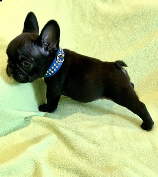 cucciolo di bouledogue francese femmina blue tan